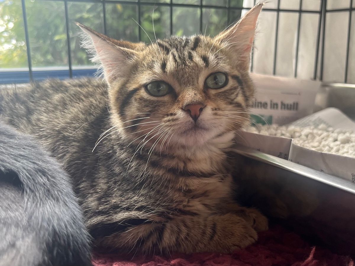 Gallery image: Asami