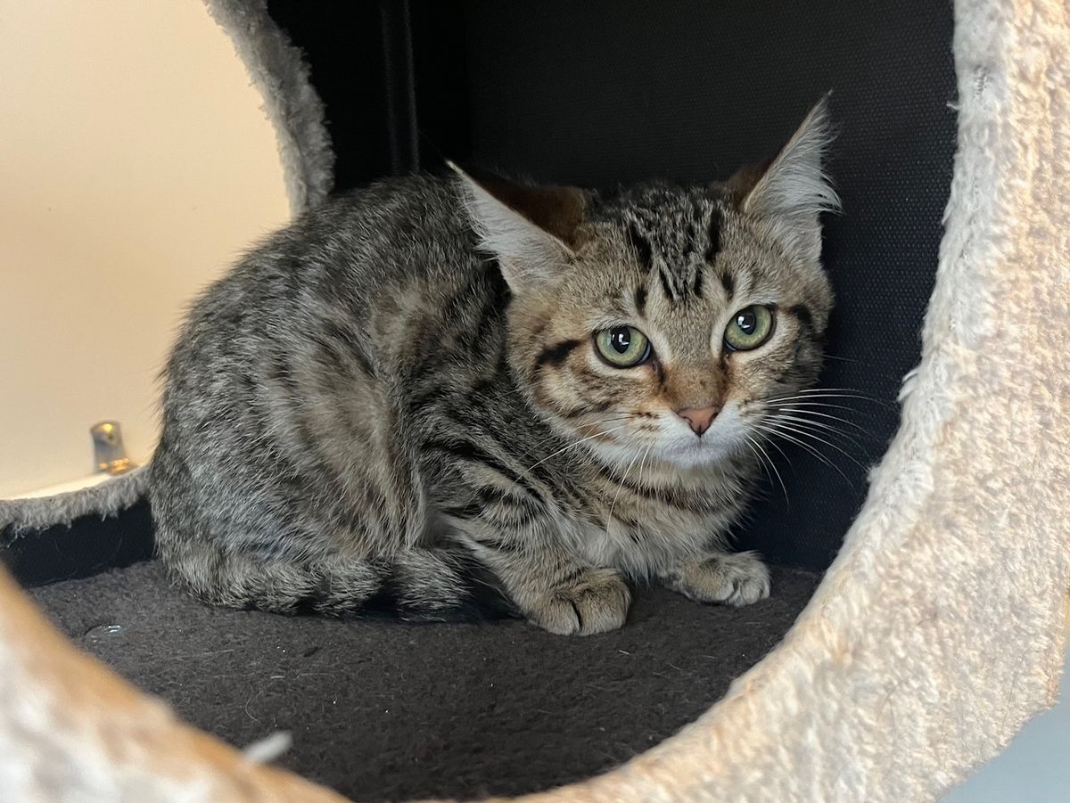 Gallery image: Asami