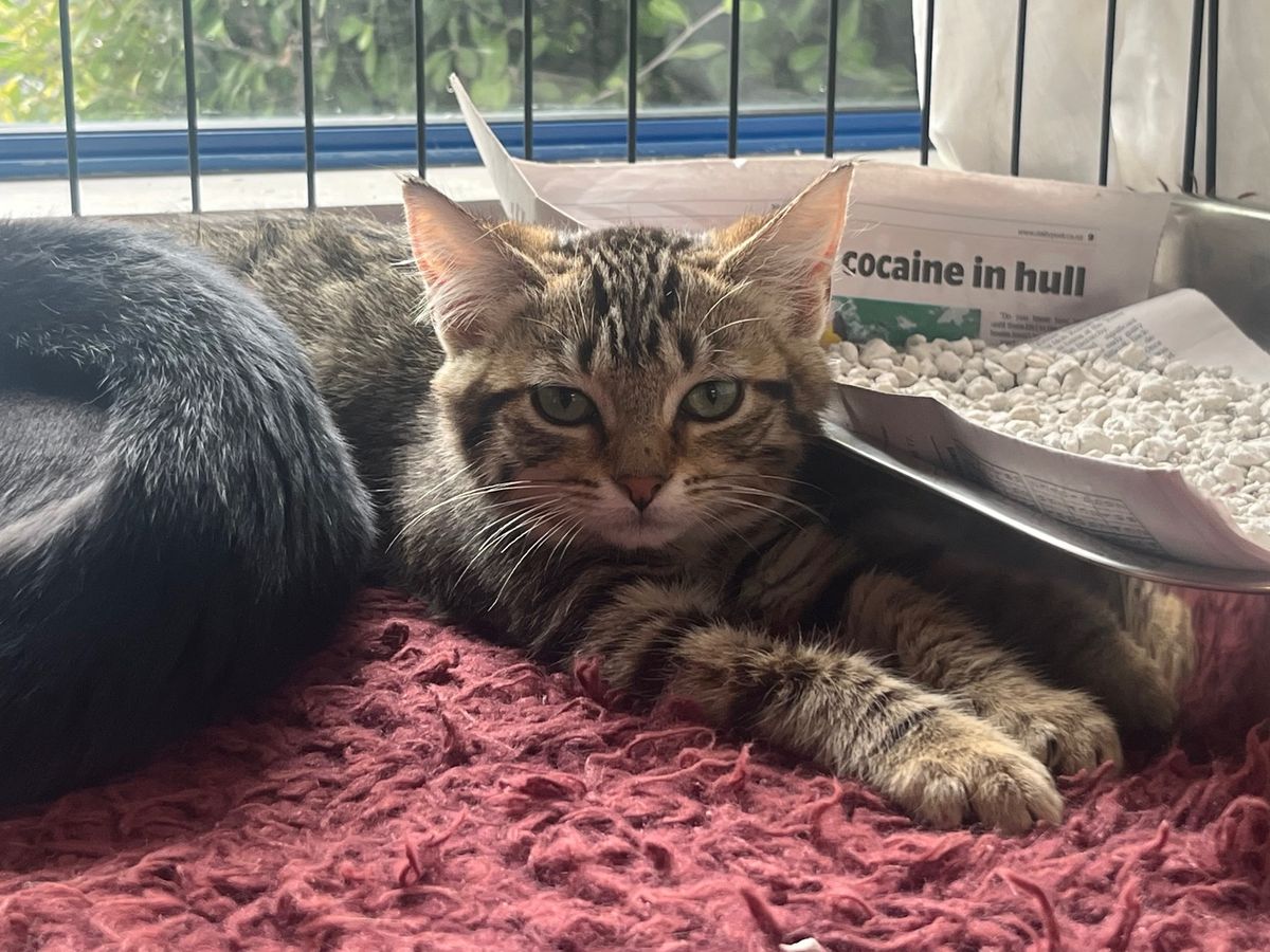 Gallery image: Asami