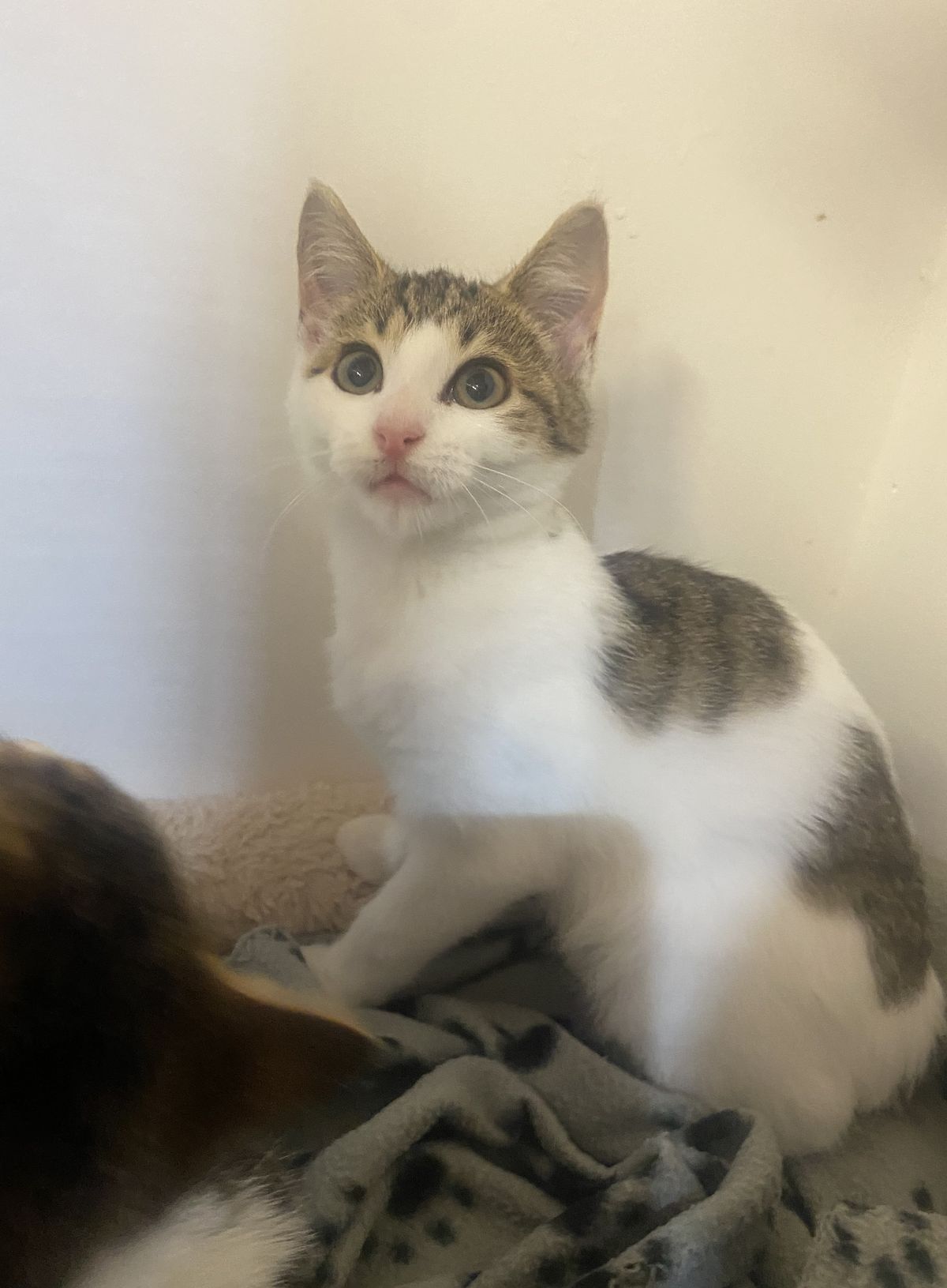 Gallery image: Plankton