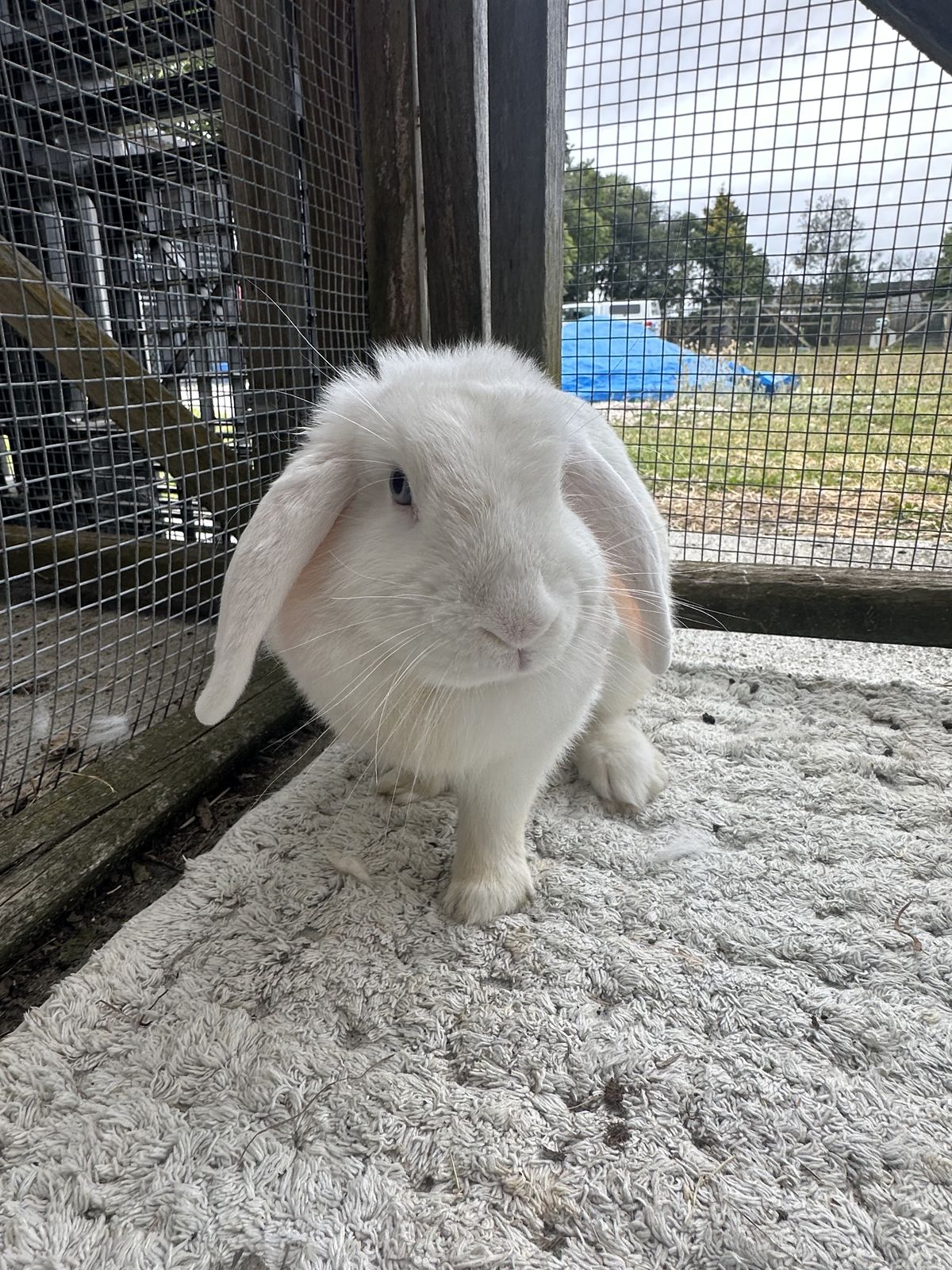 Gallery image: Tweety