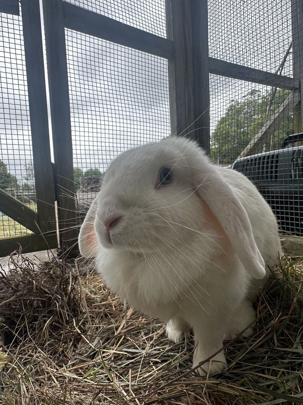 Gallery image: Tweety