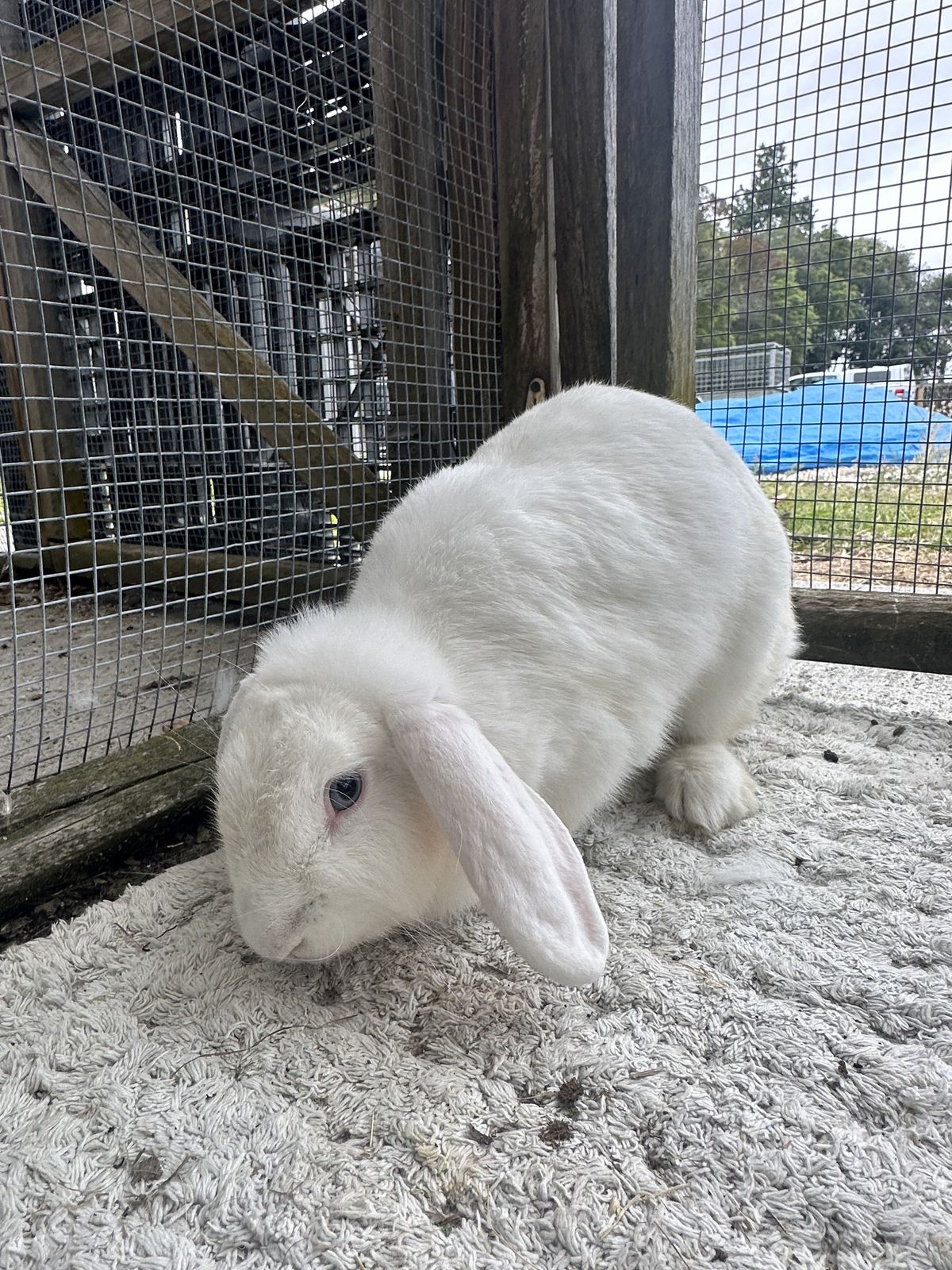 Gallery image: Tweety