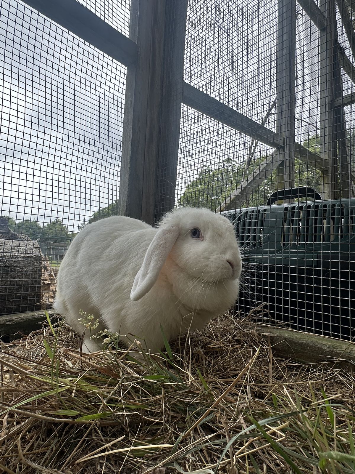 Gallery image: Tweety