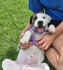 Gallery image: Pirate