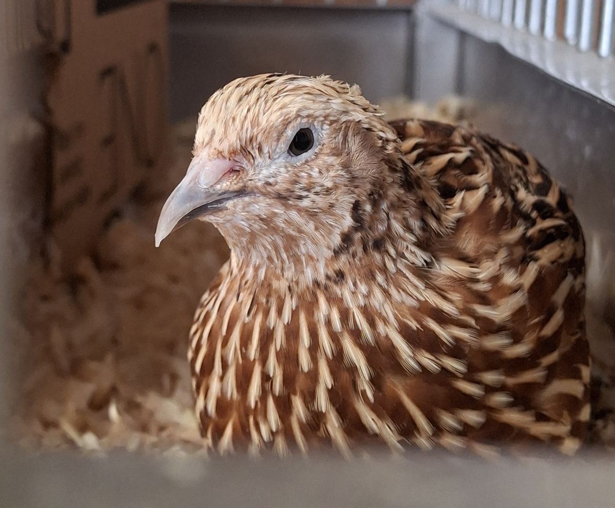 Gallery image: Willow And Friends