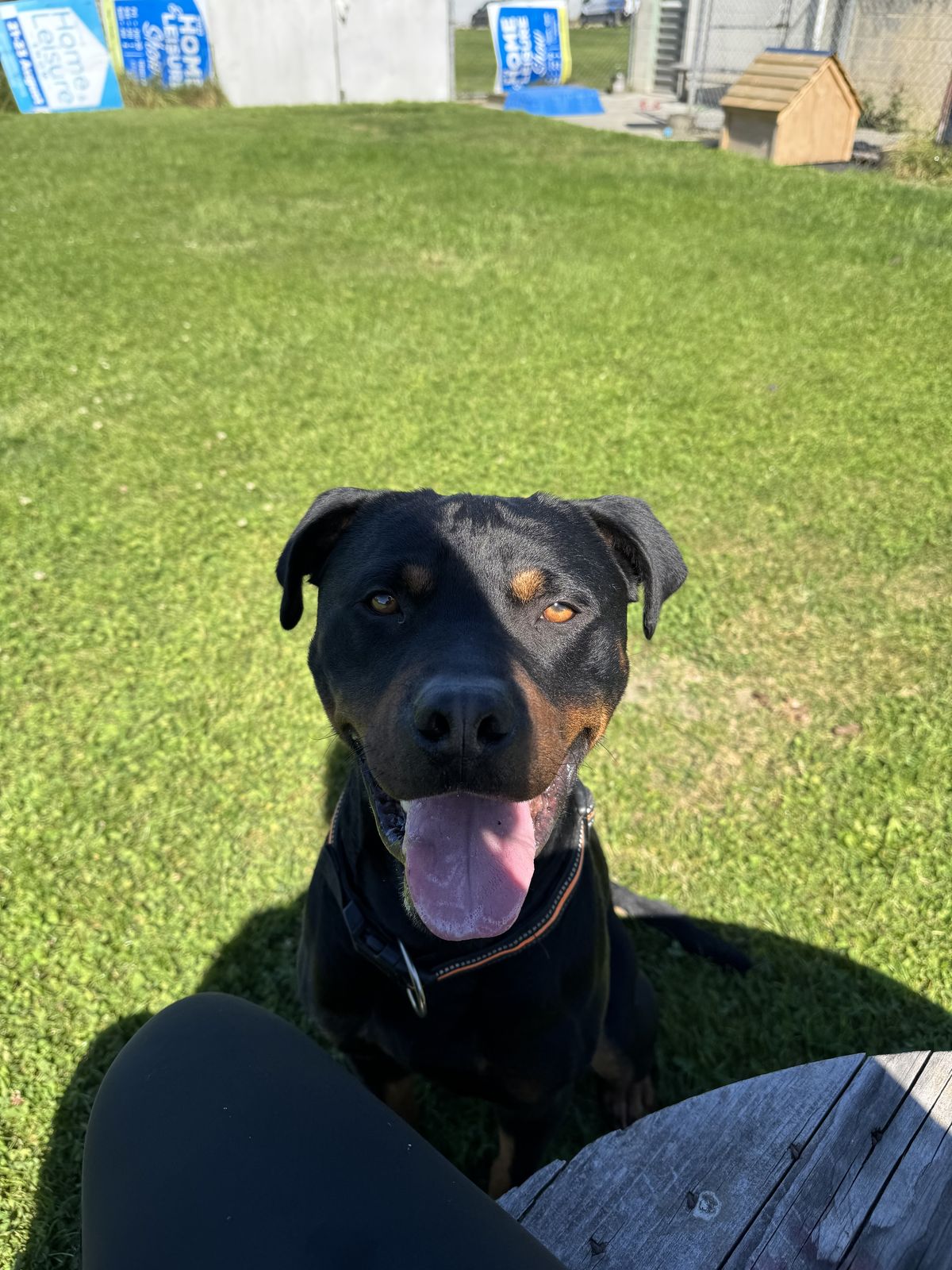 Gallery image: Rocco