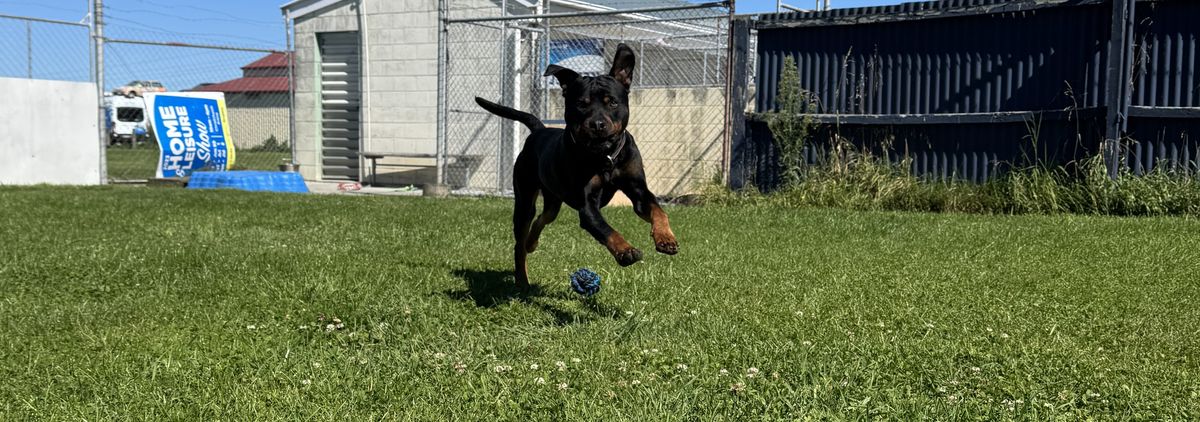 Gallery image: Rocco