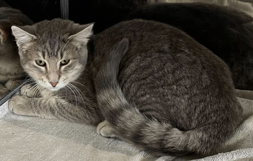 Gallery image: Silver