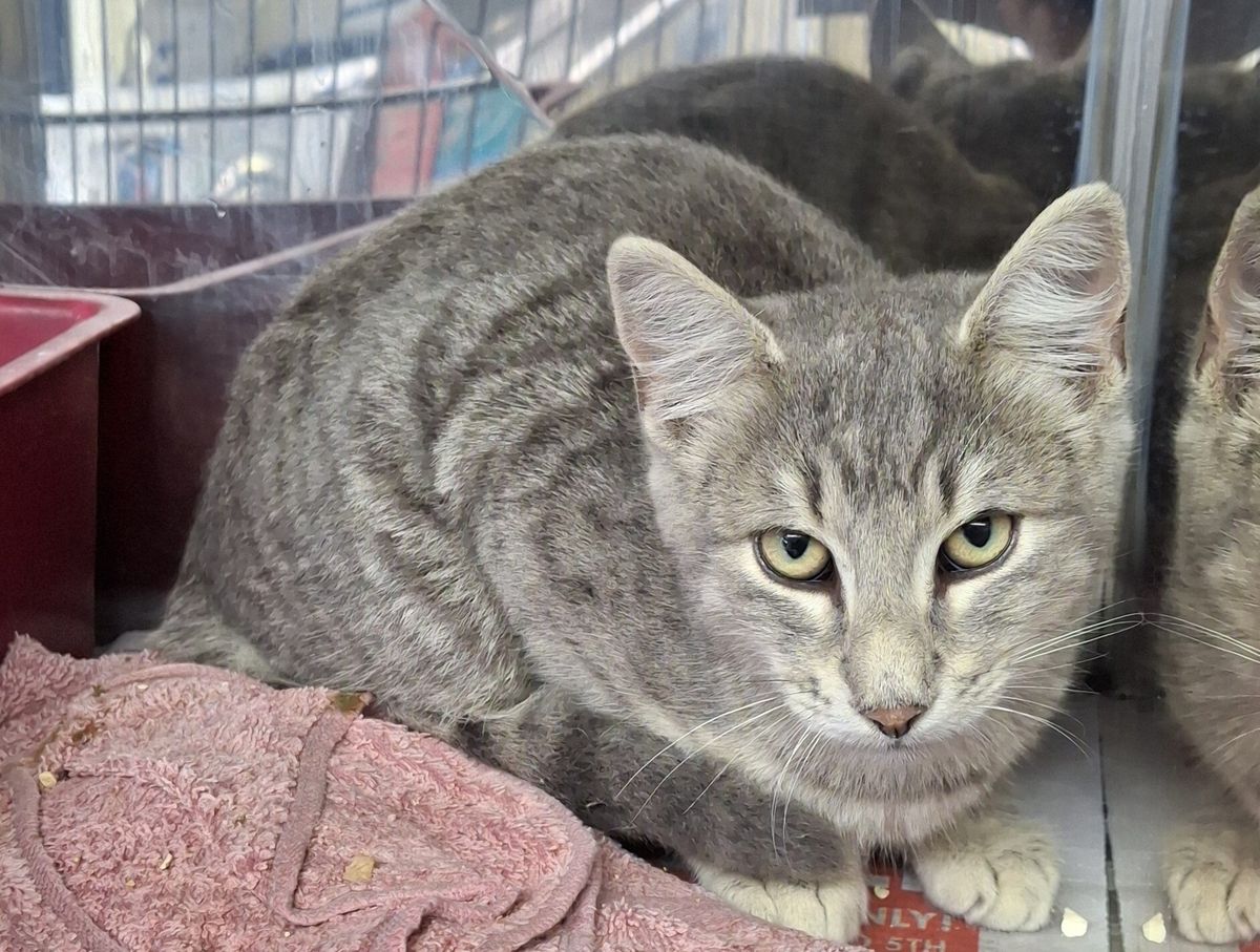 Gallery image: Silver