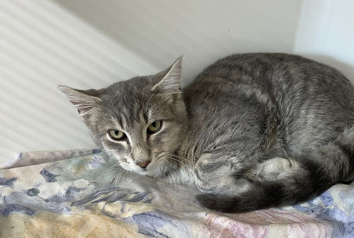 Gallery image: Silver