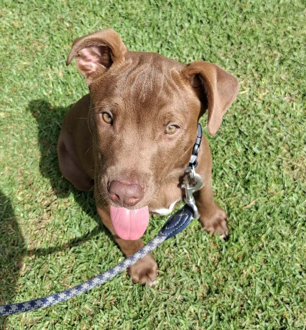 Gallery image: Kauri