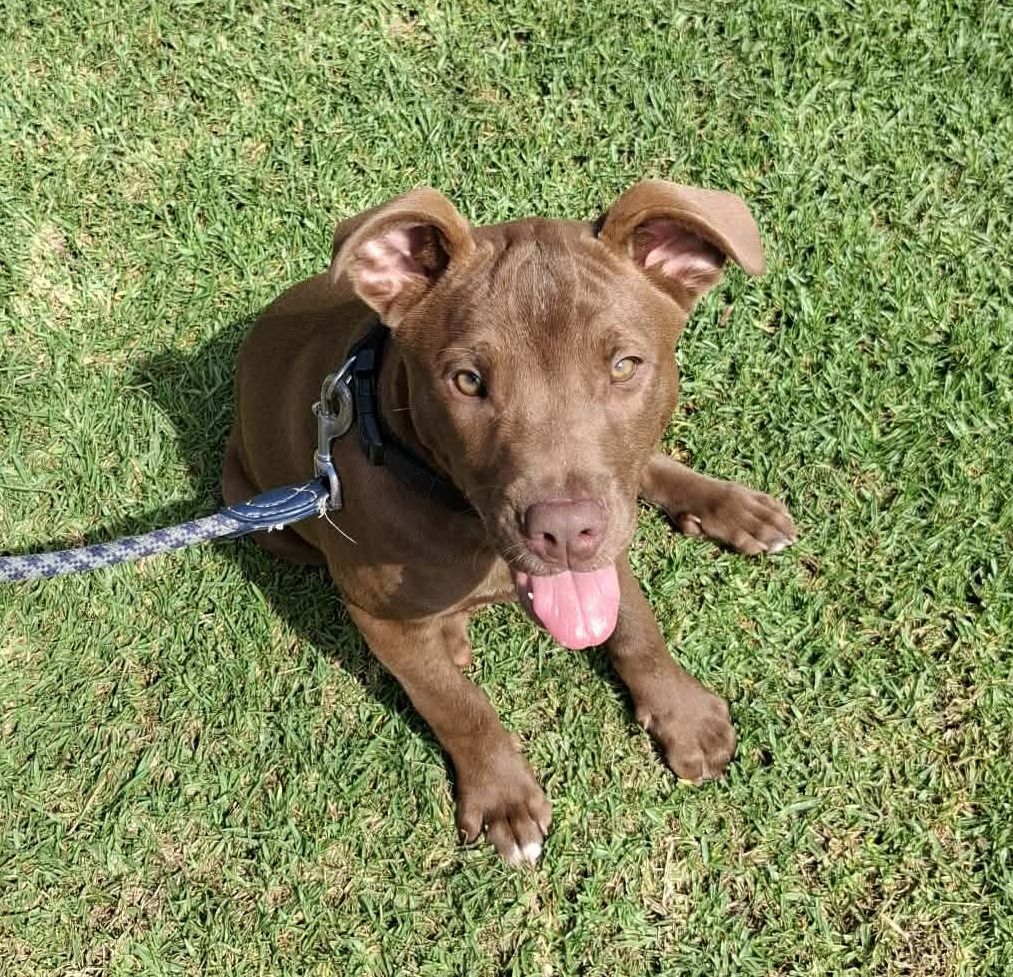 Gallery image: Kauri