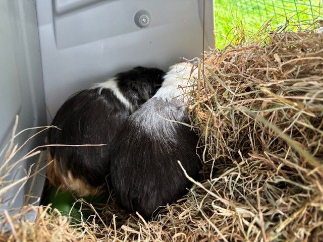 Gallery image: Wonton