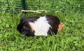 Gallery image: Dumpling