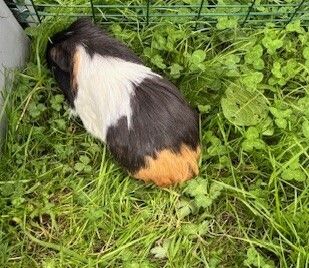 Gallery image: Dumpling