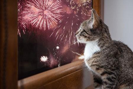 SPCA supports Countdown’s move to stop selling fireworks