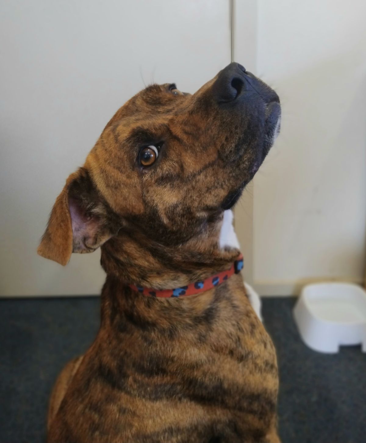 Gallery image: Honey