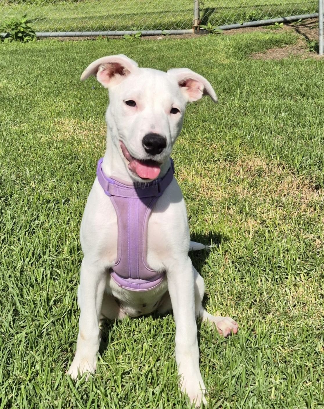 Gallery image: Sprinkle