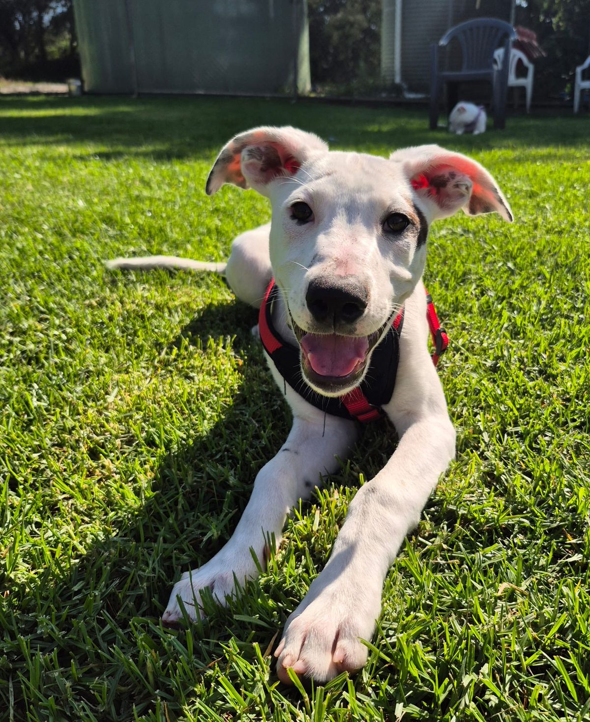 Gallery image: Syrup