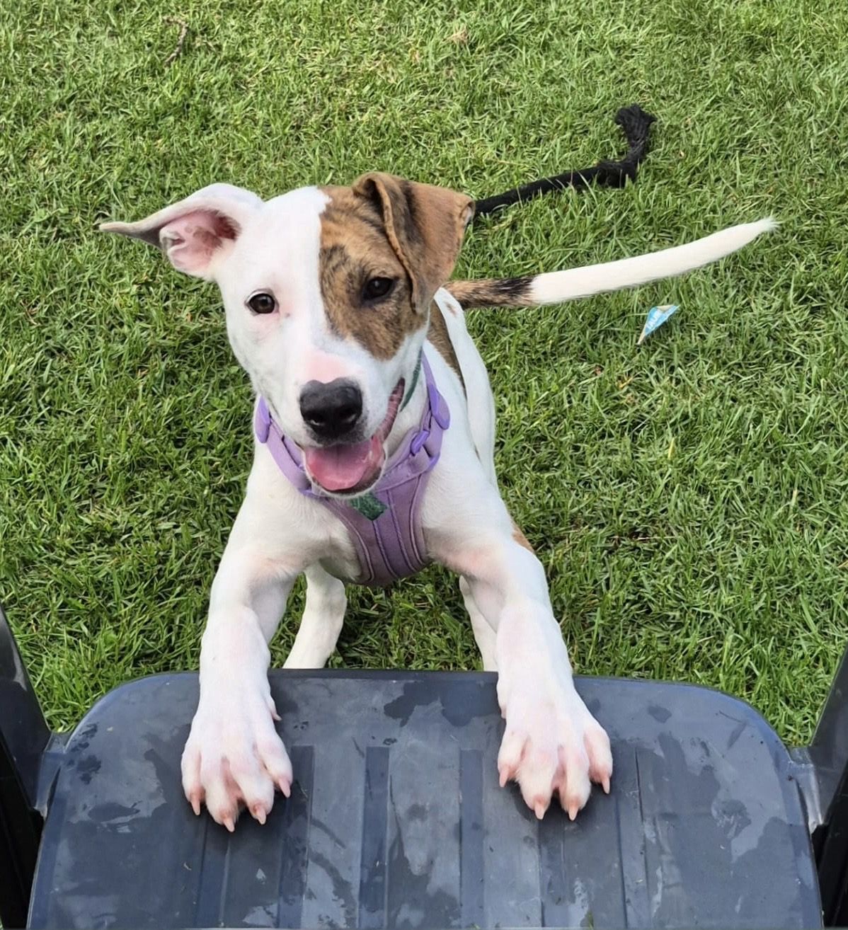 Gallery image: Sorbet