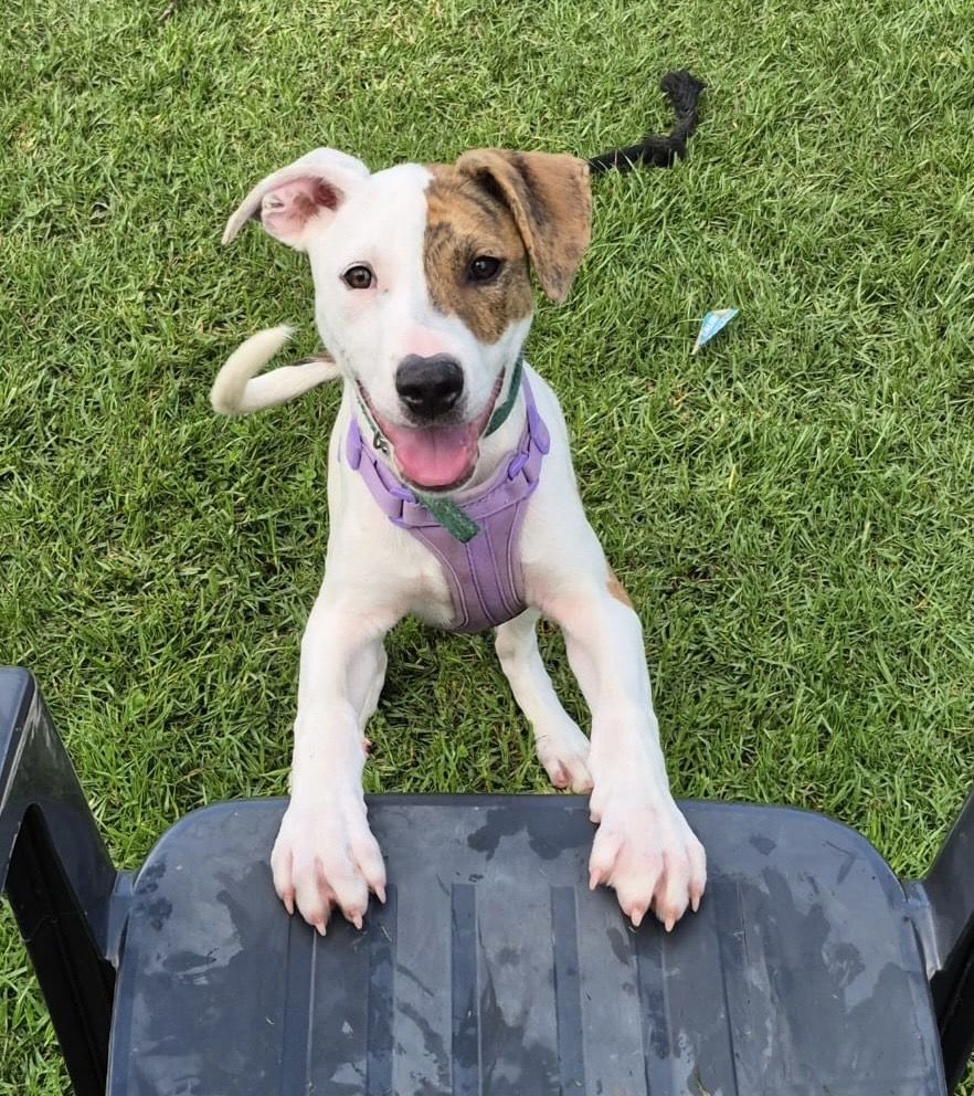 Gallery image: Sorbet