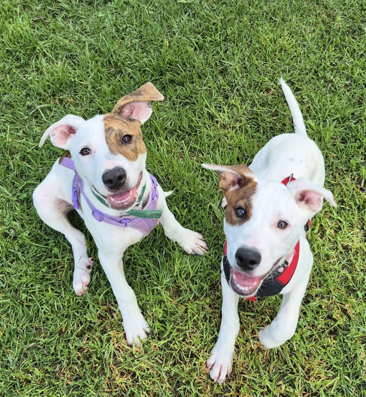 Gallery image: Sorbet