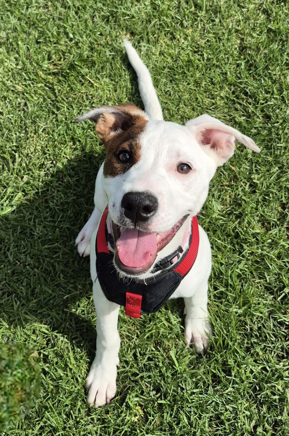 Gallery image: Sugar