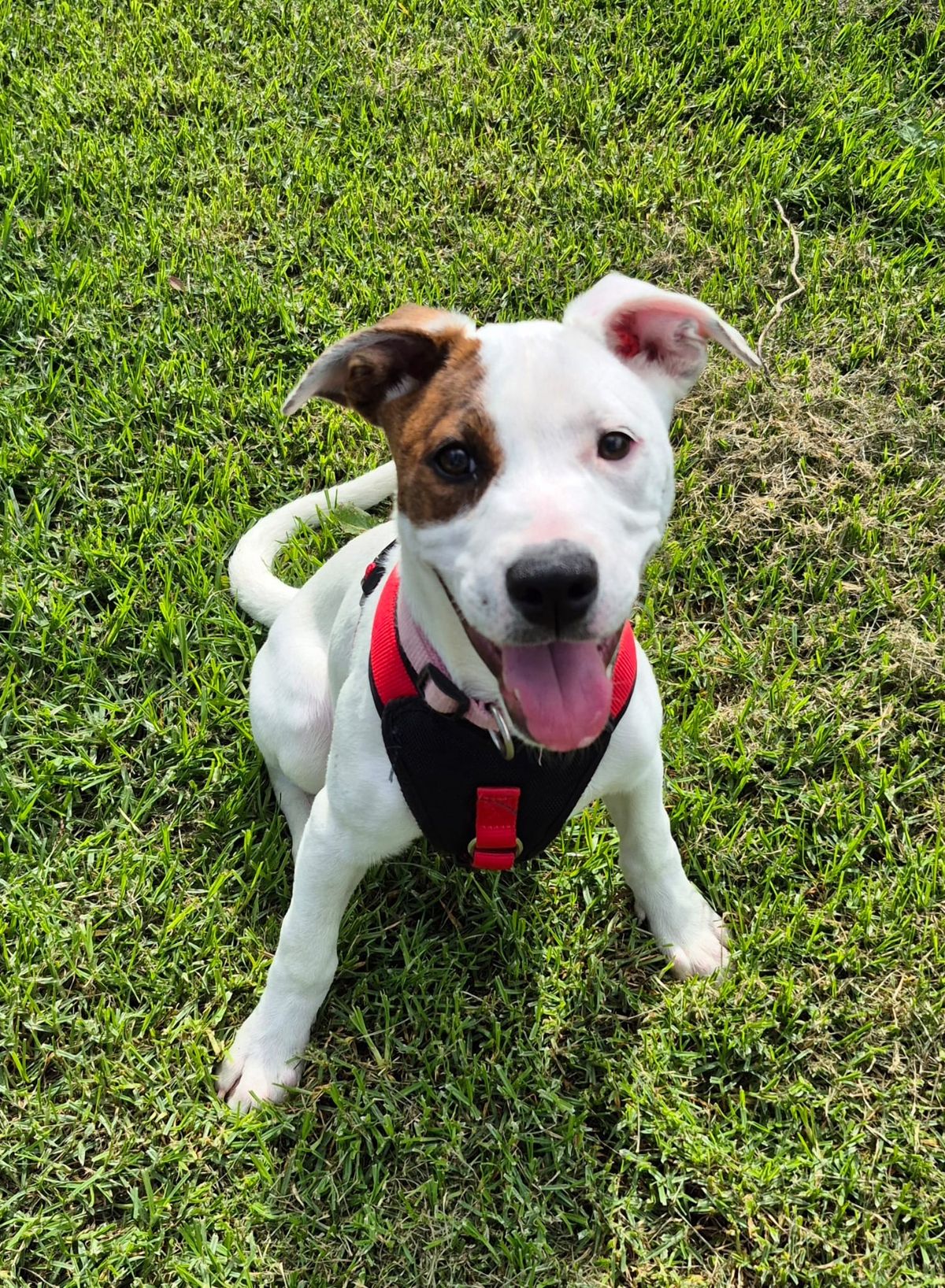 Gallery image: Sugar