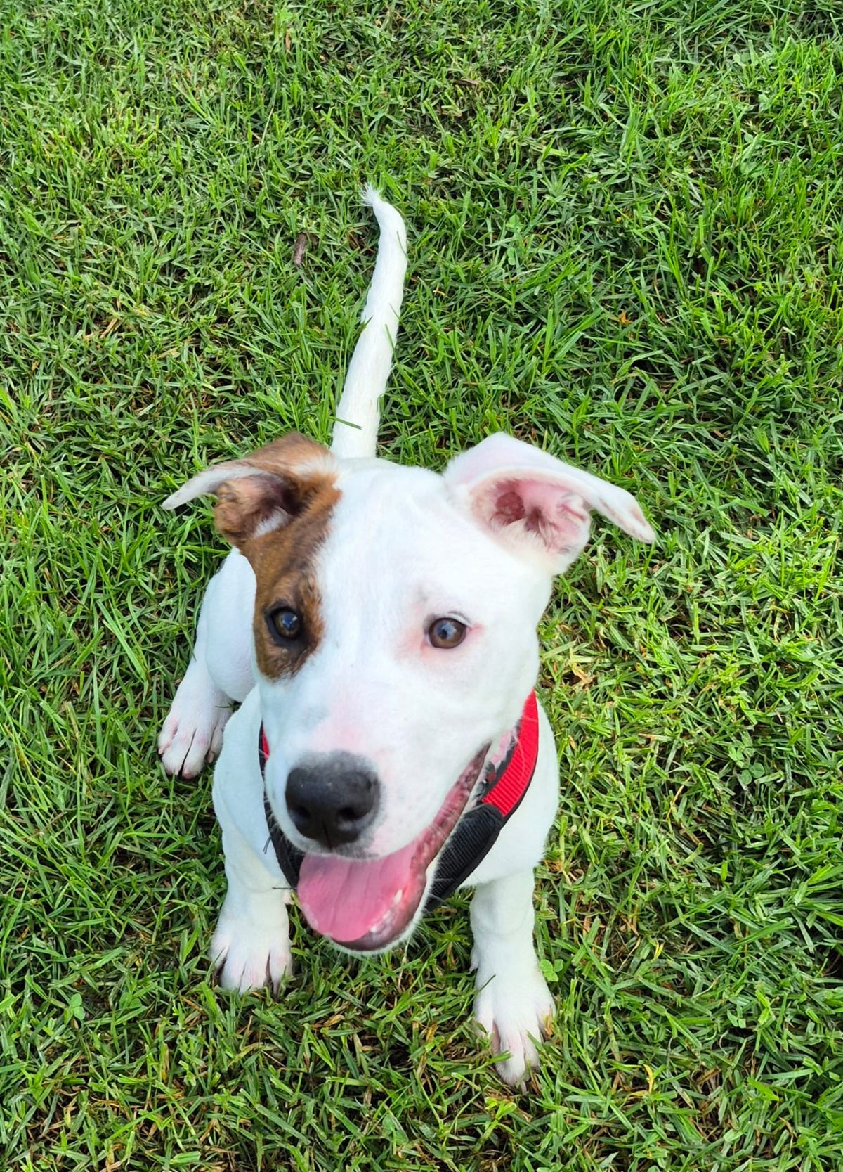 Gallery image: Sugar