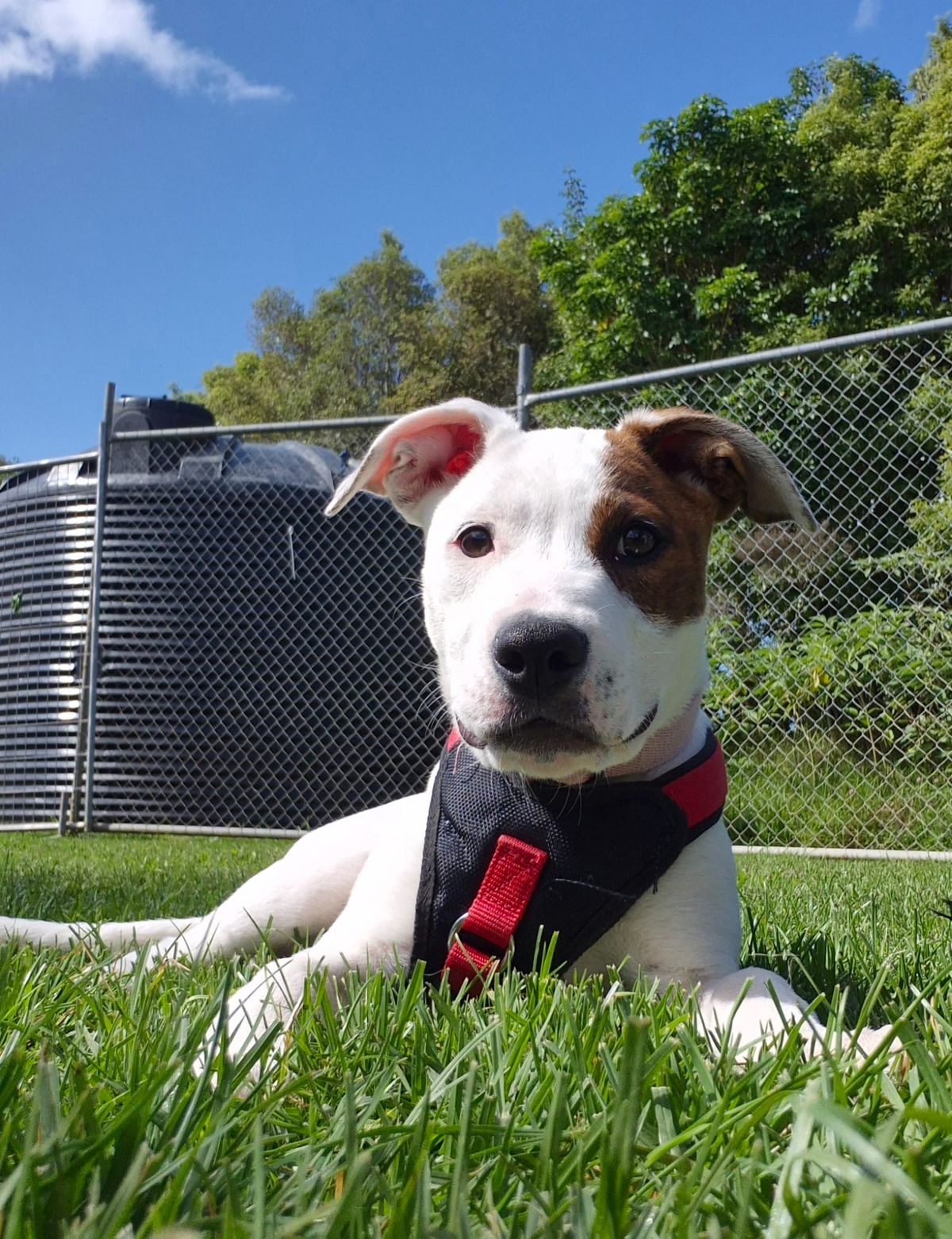 Gallery image: Sugar