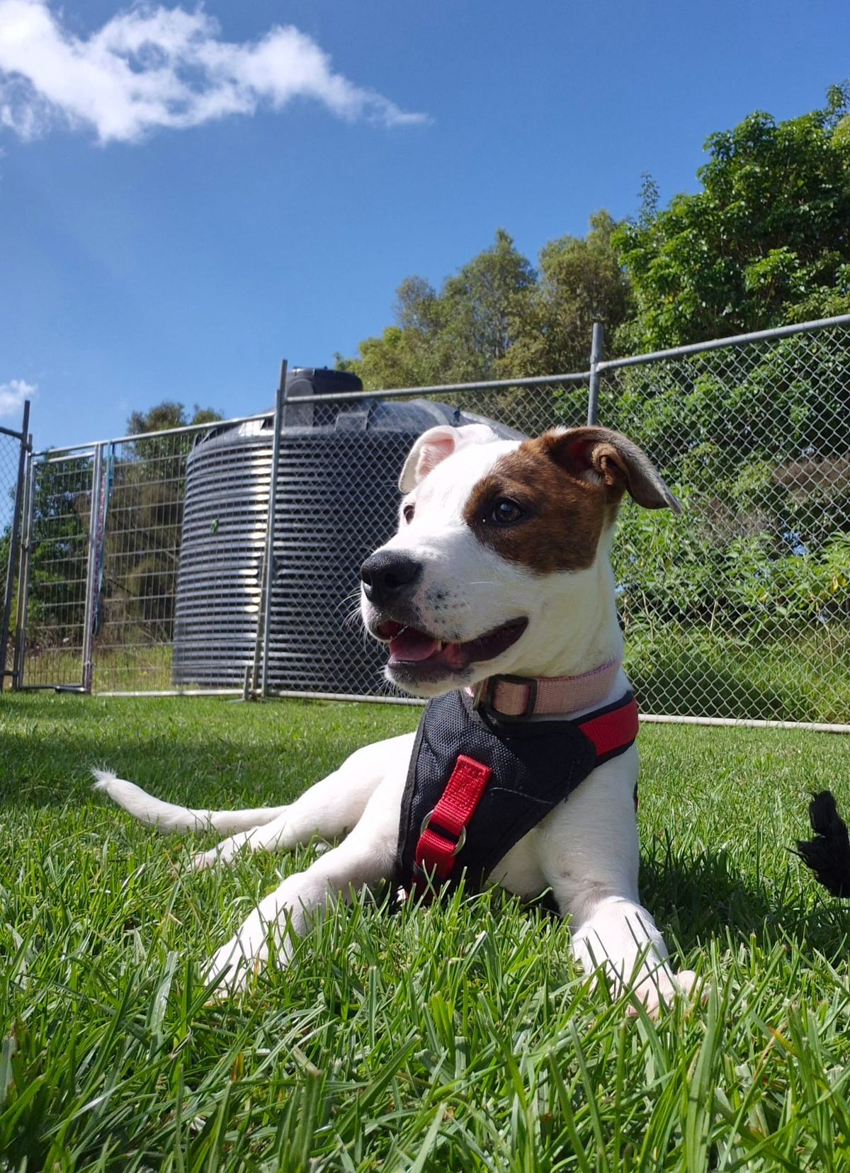 Gallery image: Sugar