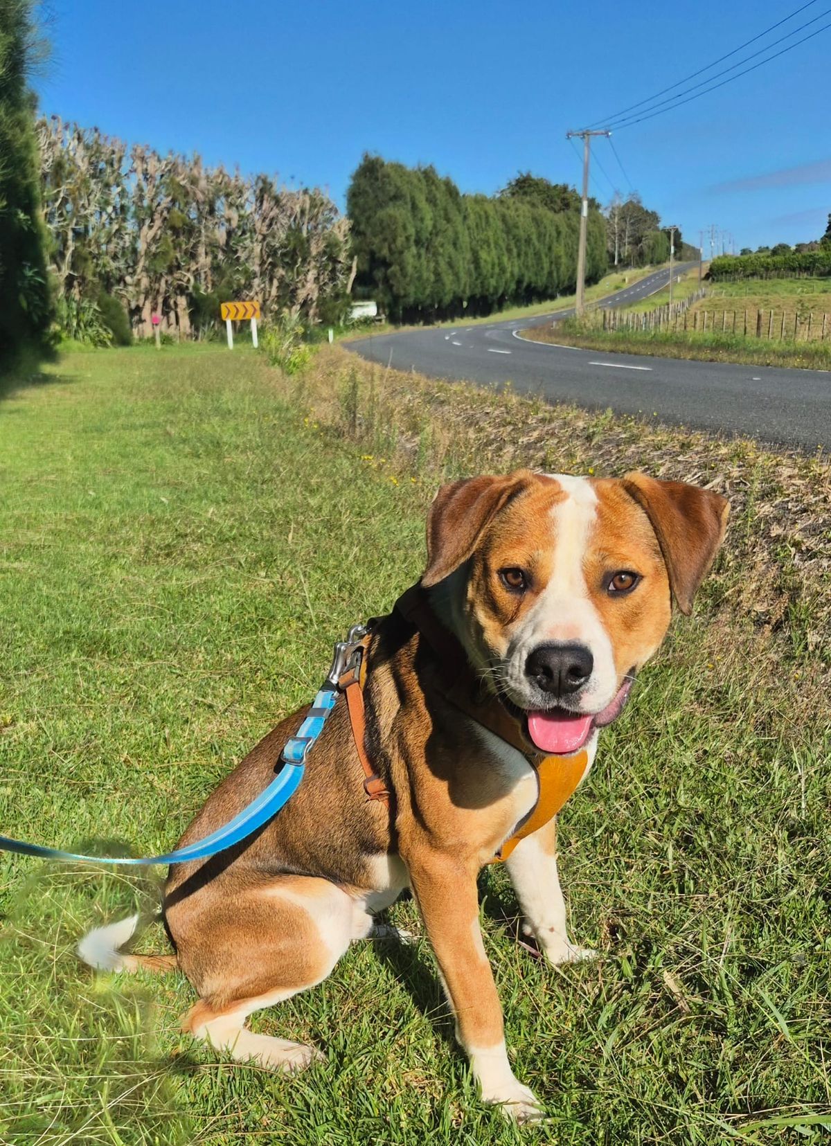 Gallery image: Murphy