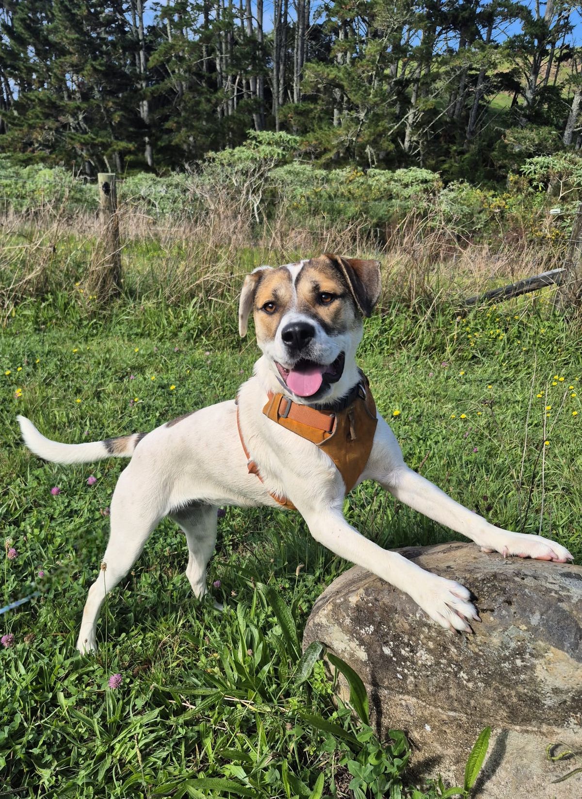 Gallery image: Marley