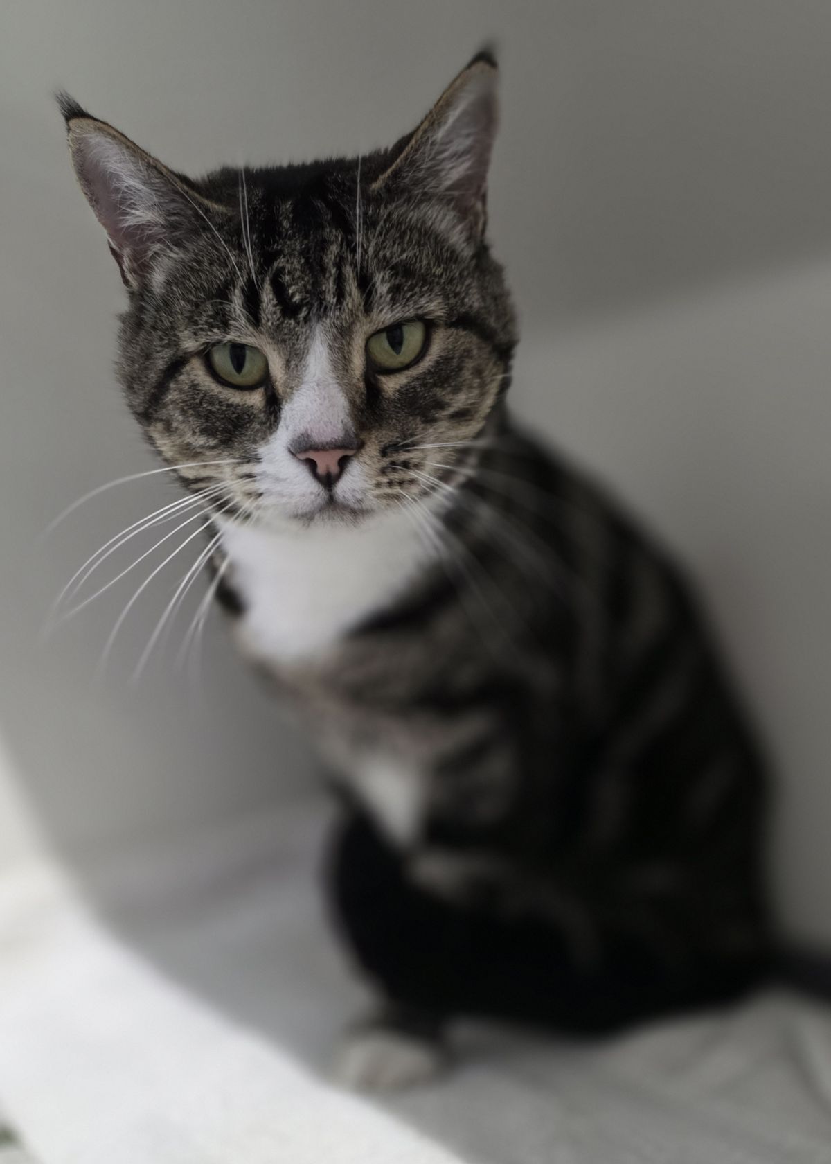 Gallery image: Rumble