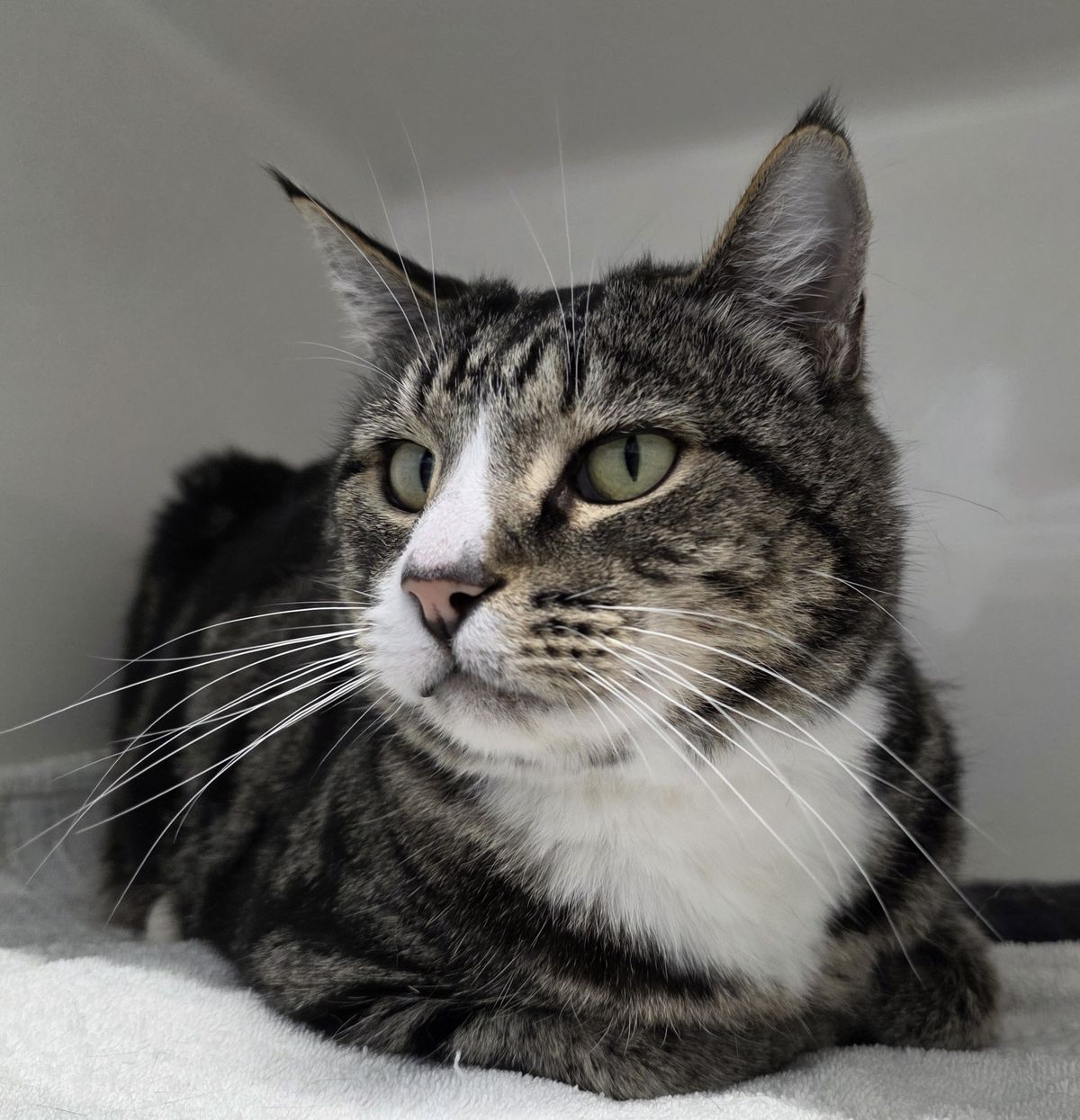 Gallery image: Rumble