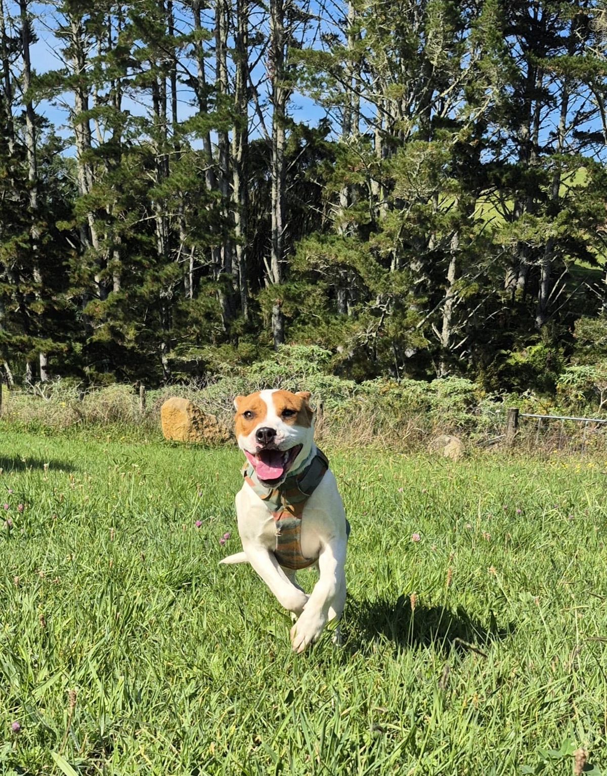 Gallery image: Barley