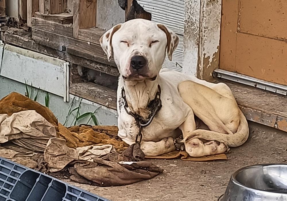 Woman sentenced after severe neglect of dog results in euthanasia