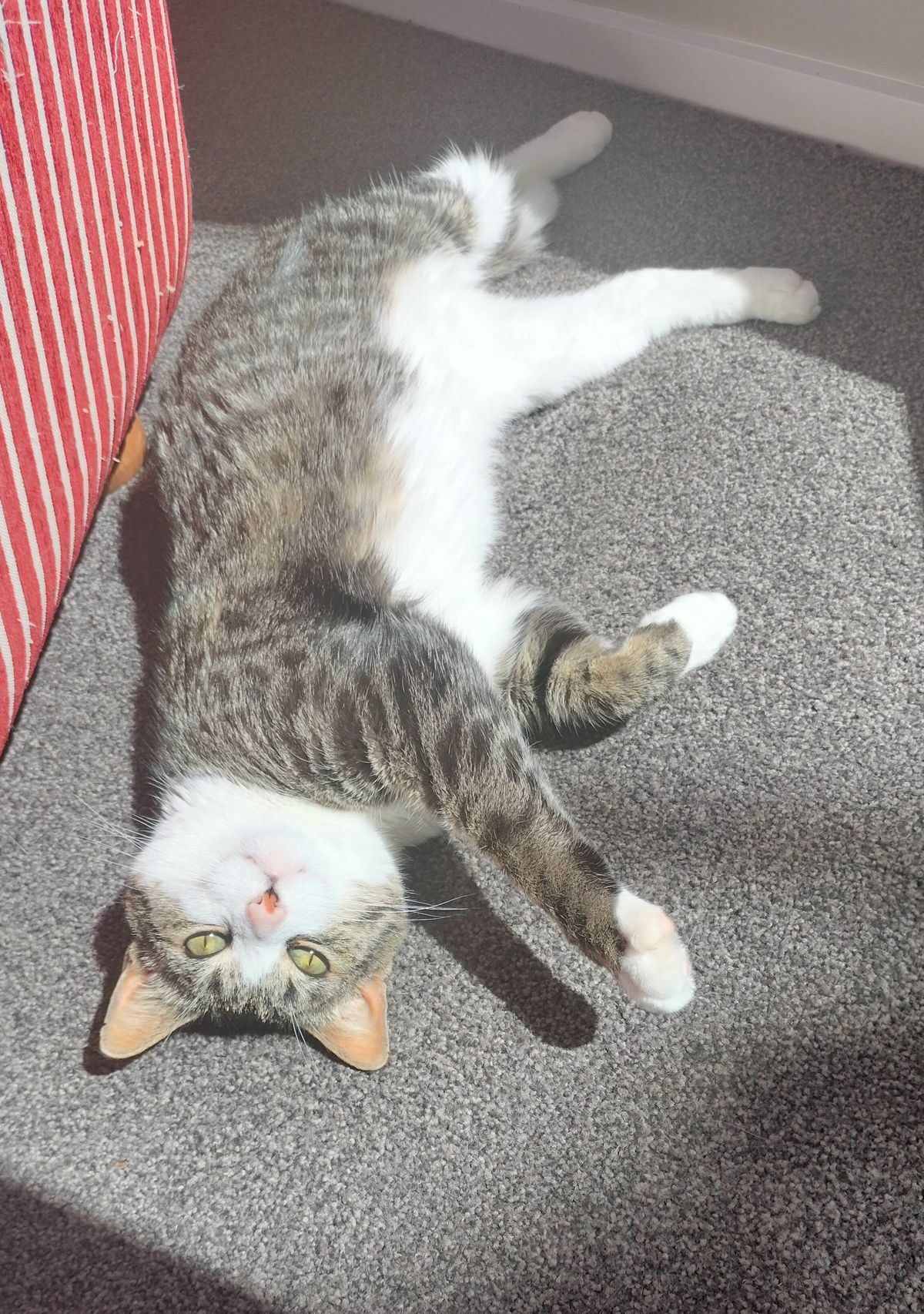 Gallery image: Jasari