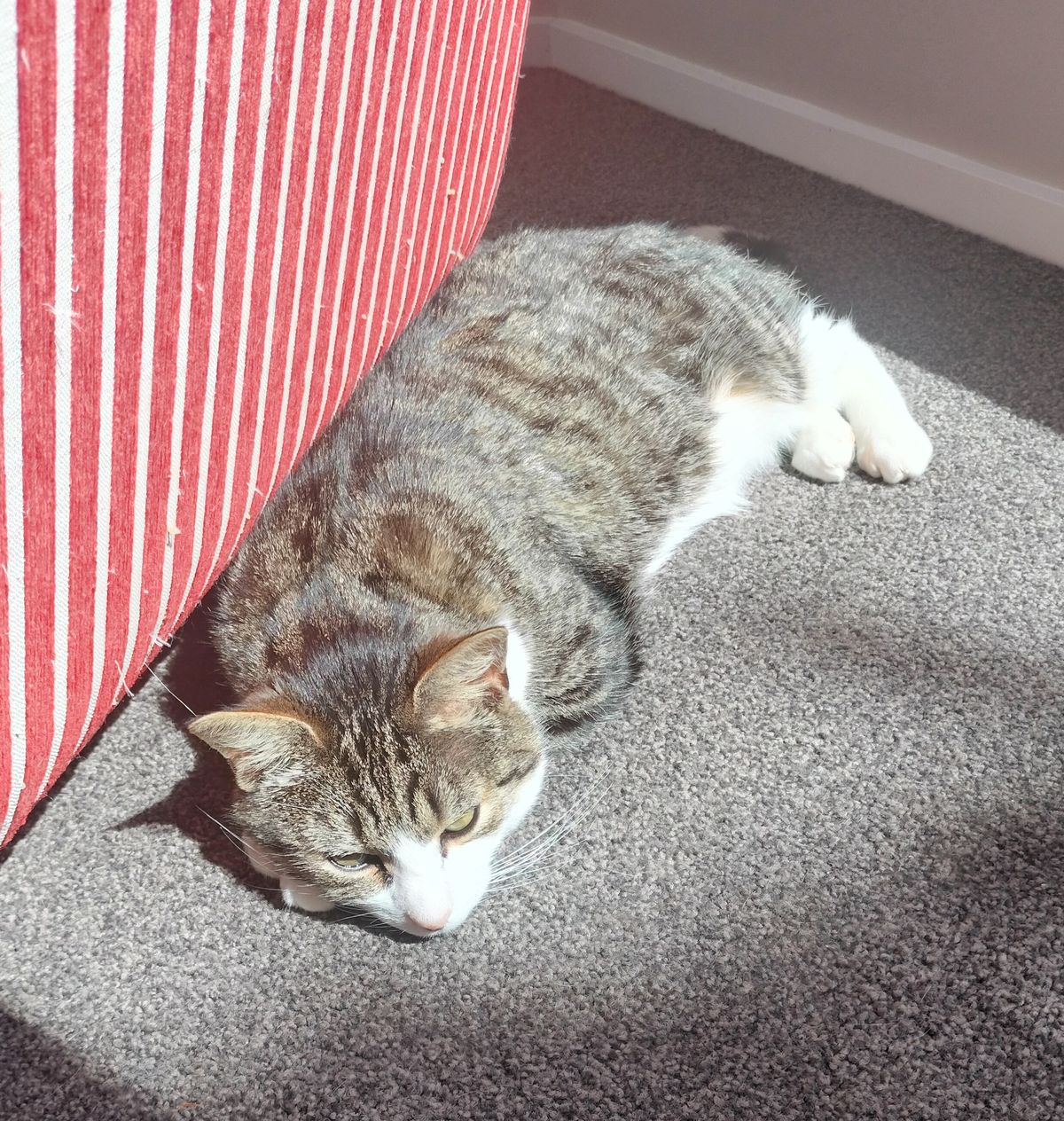 Gallery image: Jasari