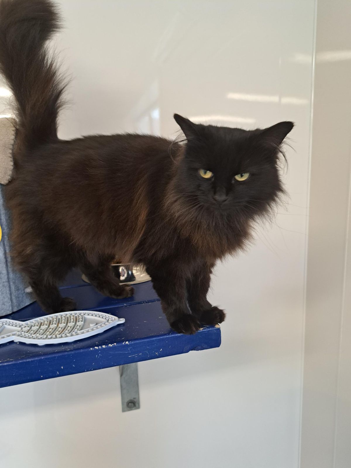 Gallery image: Milly