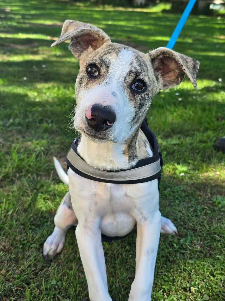 Gallery image: Bandit