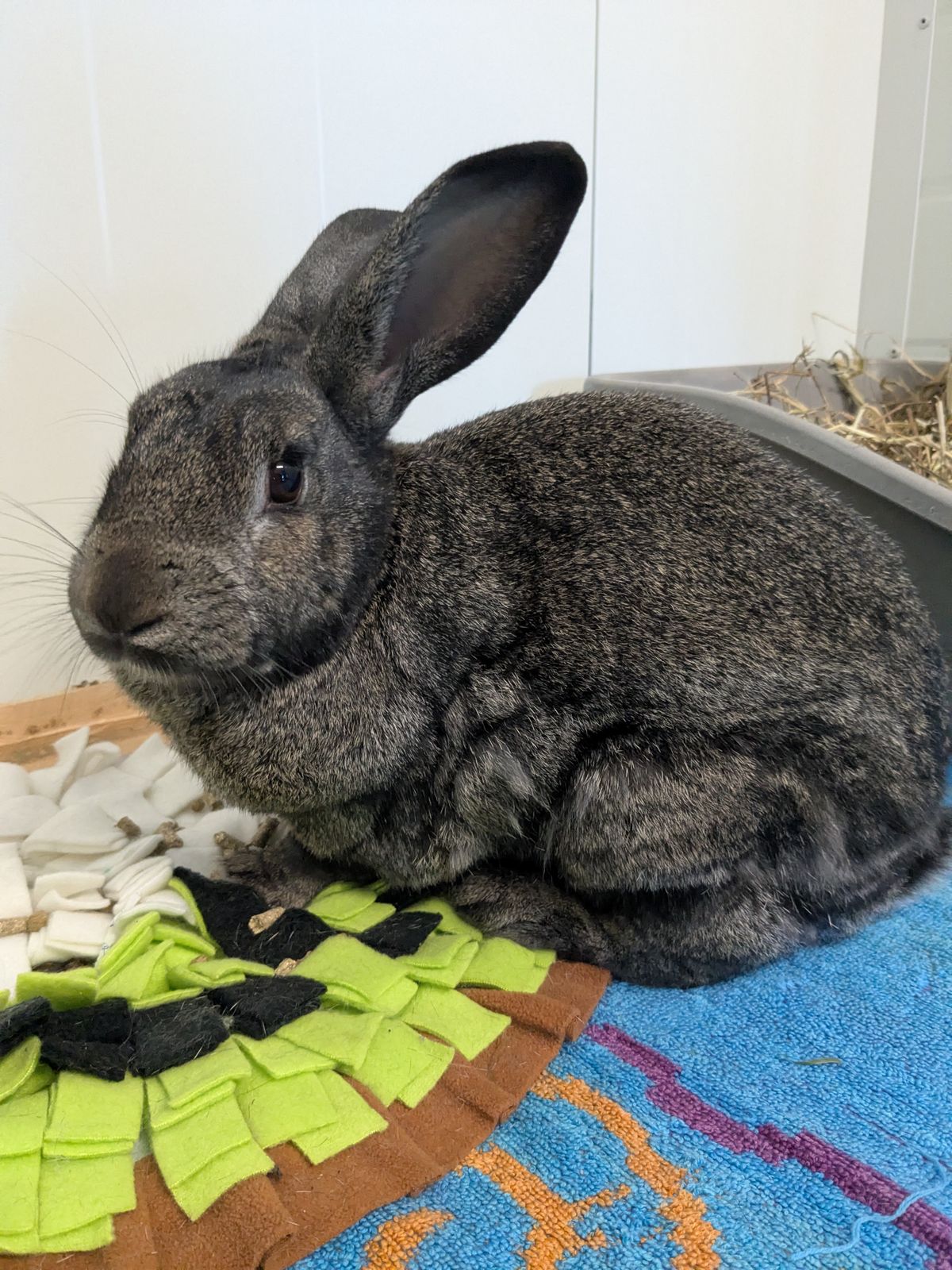 Gallery image: Benjamin