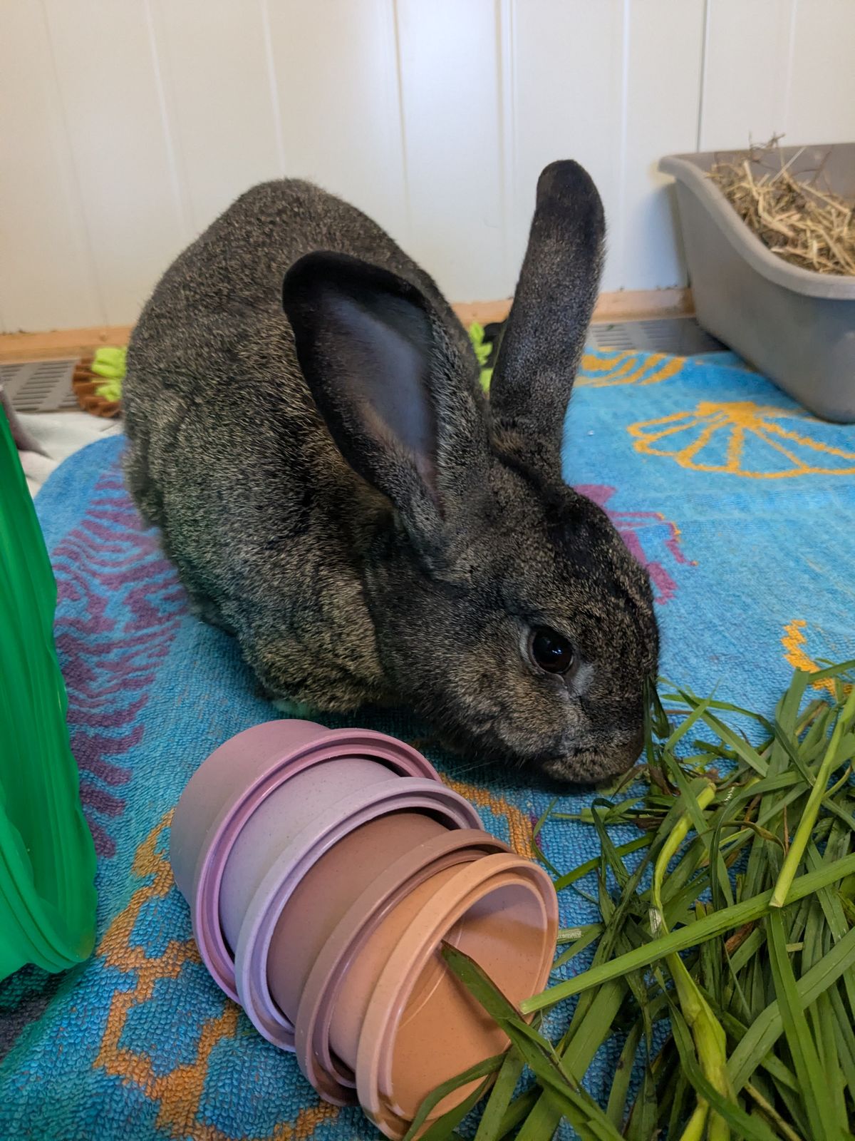 Gallery image: Benjamin