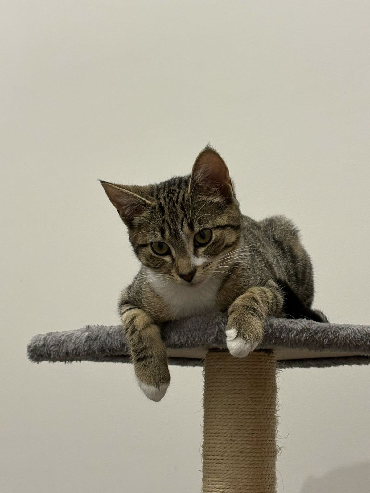 Gallery image: Cappucino