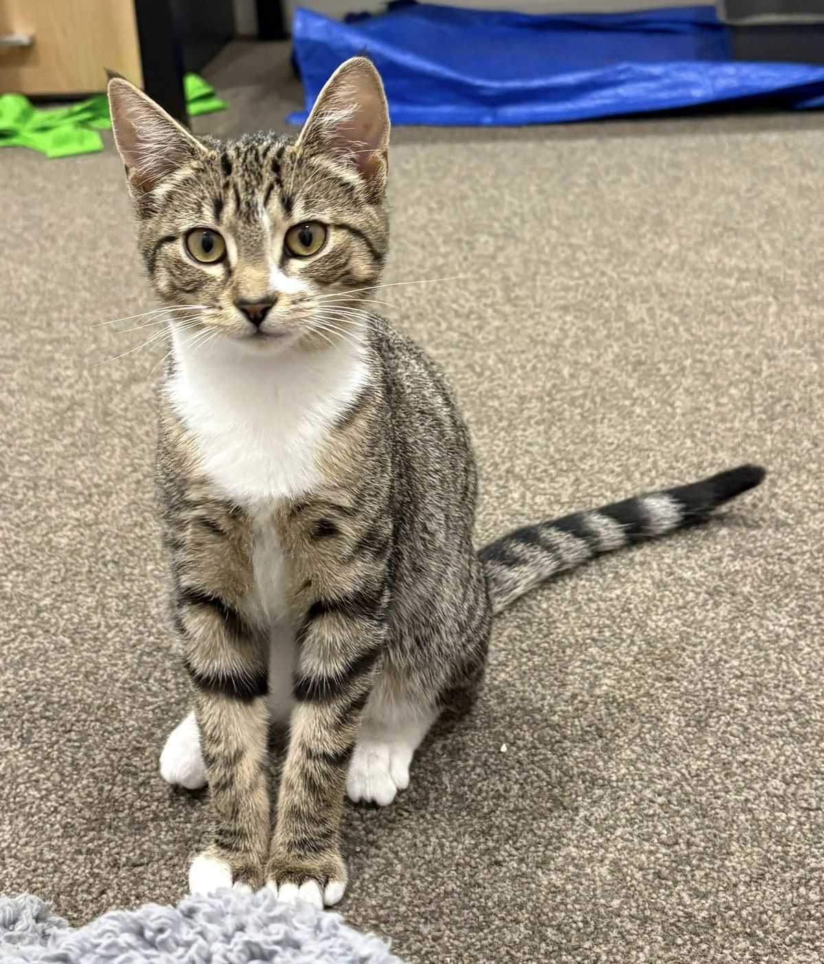 Gallery image: Cappucino