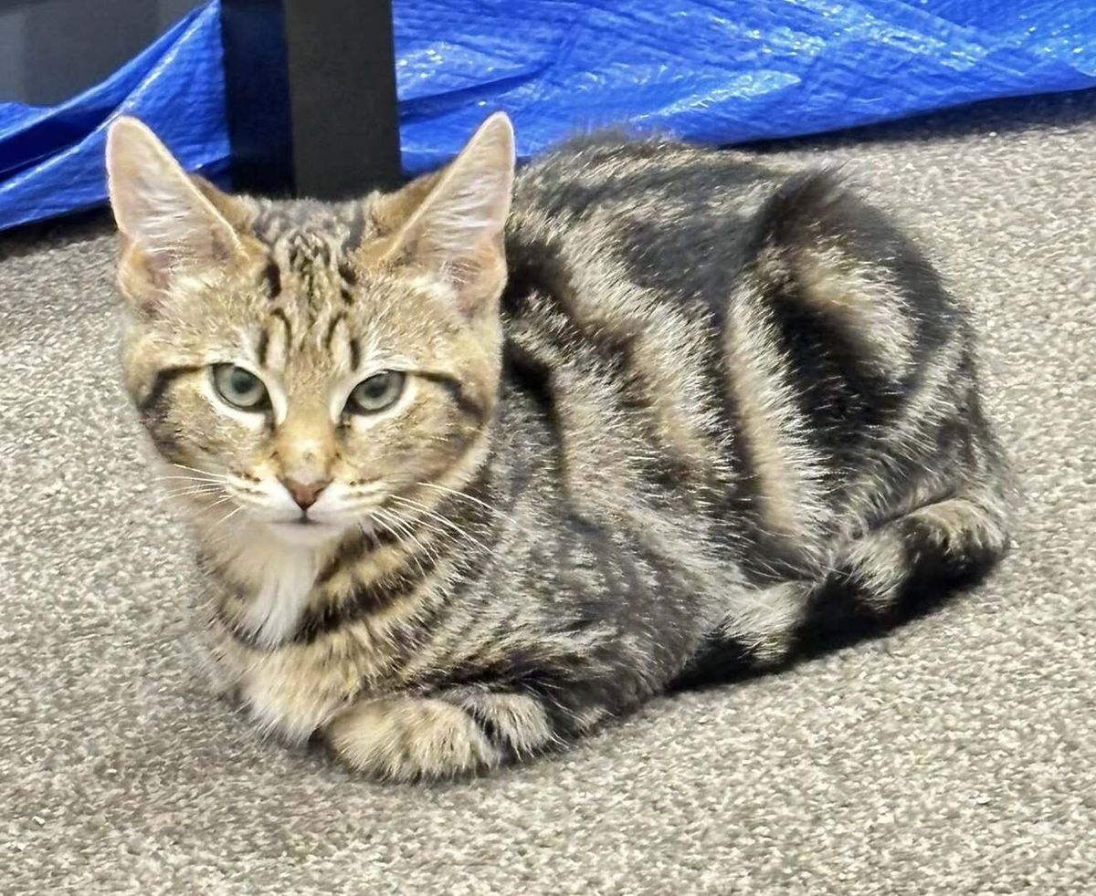 Gallery image: Mocha