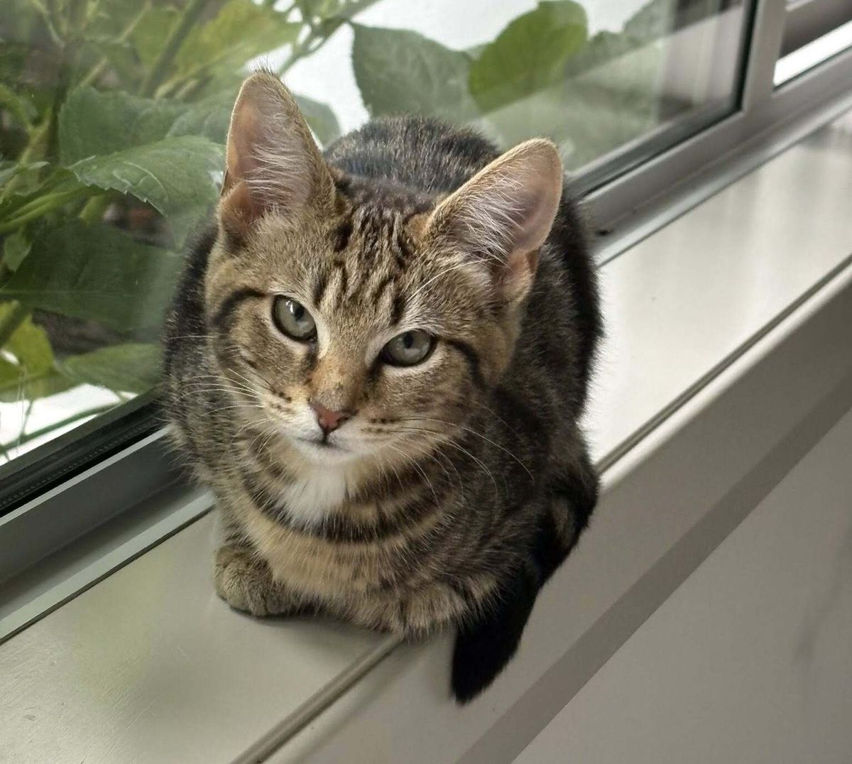 Gallery image: Mocha