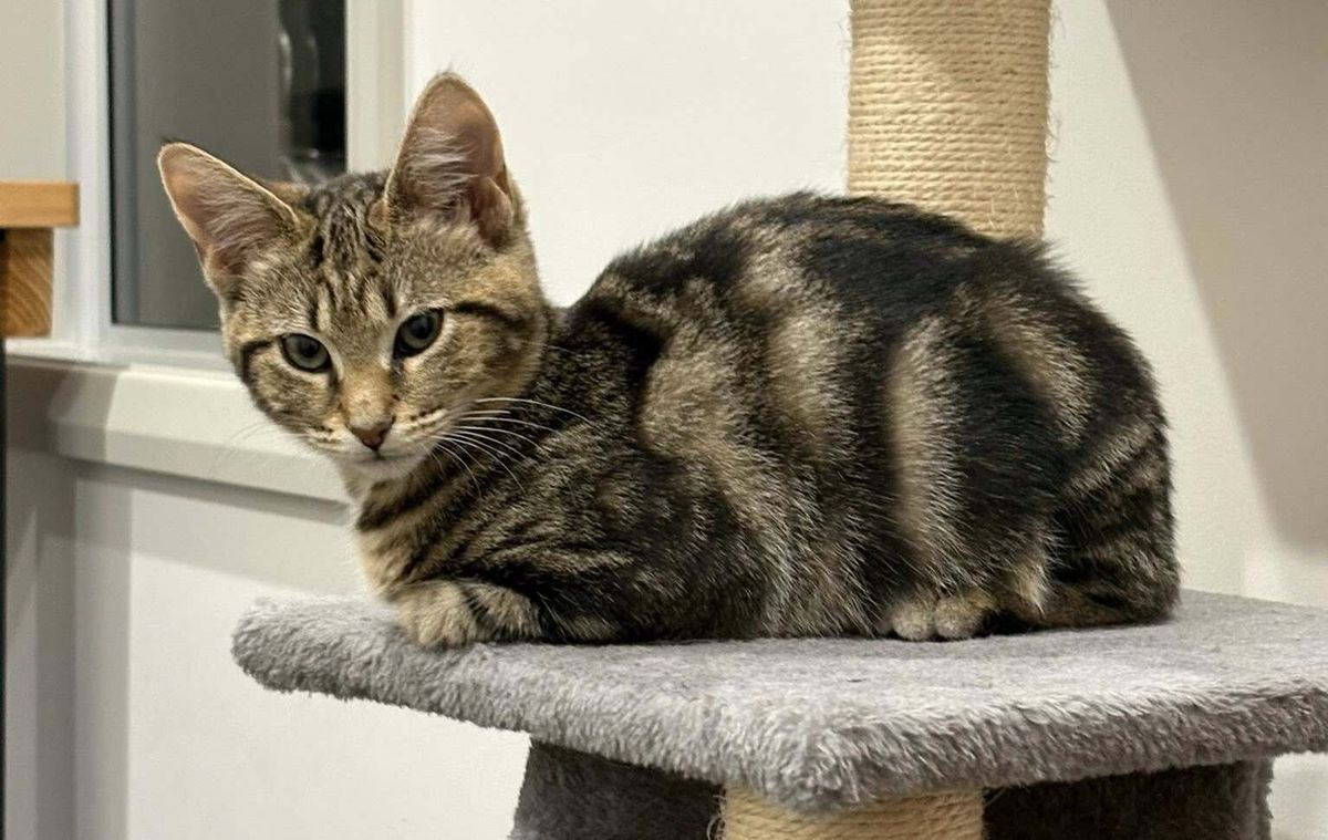 Gallery image: Mocha