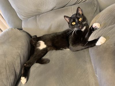 Man sentenced after repeated ill treatment of cat, including breaking teeth with pliers